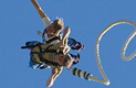 Bungyjump